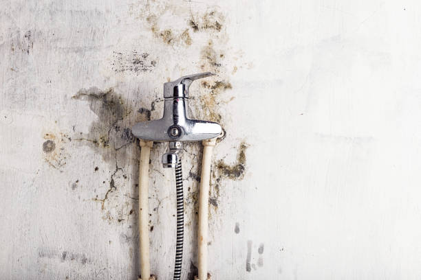 Best Professional Mold Removal  in Roundup, MT