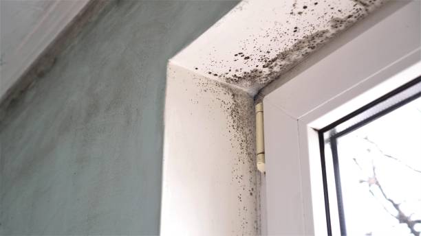 Best Mold Testing  in Roundup, MT
