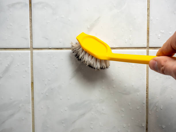 Best Mold Removal Company Near Me  in Roundup, MT