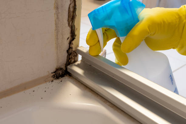 Best Affordable Mold Removal  in Roundup, MT