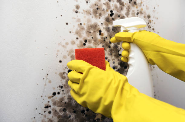 Best Crawl Space Mold Removal  in Roundup, MT