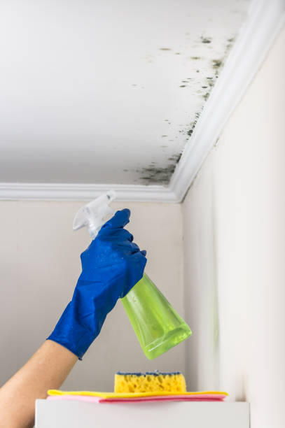 Best Same-Day Mold Removal  in Roundup, MT